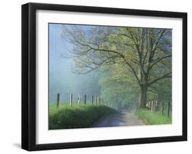 Foggy Road and Oak, Cades Cove, Great Smoky Mountains National Park, Tennessee, USA-Darrell Gulin-Framed Photographic Print