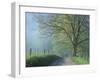 Foggy Road and Oak, Cades Cove, Great Smoky Mountains National Park, Tennessee, USA-Darrell Gulin-Framed Photographic Print