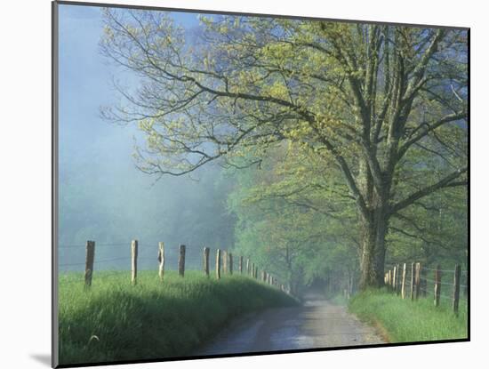 Foggy Road and Oak, Cades Cove, Great Smoky Mountains National Park, Tennessee, USA-Darrell Gulin-Mounted Photographic Print