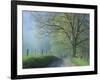 Foggy Road and Oak, Cades Cove, Great Smoky Mountains National Park, Tennessee, USA-Darrell Gulin-Framed Photographic Print