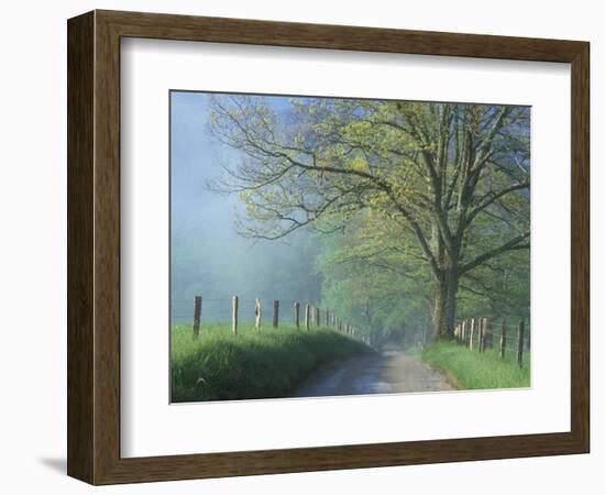 Foggy Road and Oak, Cades Cove, Great Smoky Mountains National Park, Tennessee, USA-Darrell Gulin-Framed Photographic Print