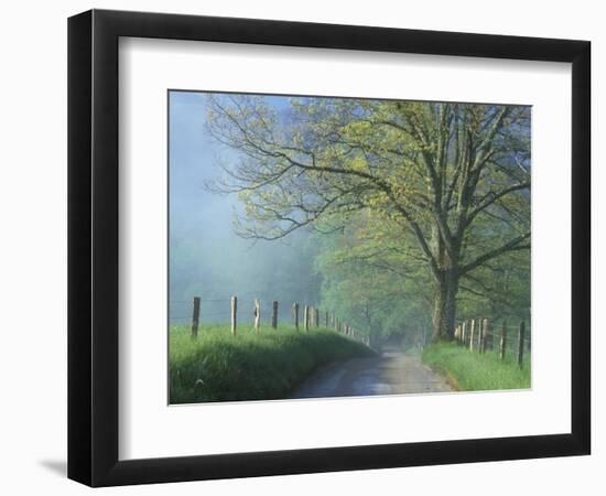 Foggy Road and Oak, Cades Cove, Great Smoky Mountains National Park, Tennessee, USA-Darrell Gulin-Framed Photographic Print