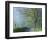 Foggy Road and Oak, Cades Cove, Great Smoky Mountains National Park, Tennessee, USA-Darrell Gulin-Framed Photographic Print