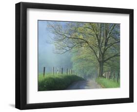 Foggy Road and Oak, Cades Cove, Great Smoky Mountains National Park, Tennessee, USA-Darrell Gulin-Framed Photographic Print