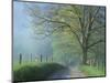 Foggy Road and Oak, Cades Cove, Great Smoky Mountains National Park, Tennessee, USA-Darrell Gulin-Mounted Photographic Print