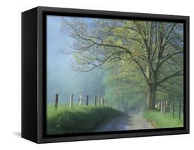 Foggy Road and Oak, Cades Cove, Great Smoky Mountains National Park, Tennessee, USA-Darrell Gulin-Framed Stretched Canvas