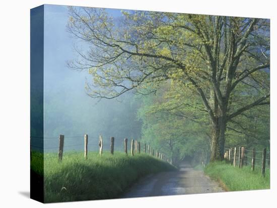 Foggy Road and Oak, Cades Cove, Great Smoky Mountains National Park, Tennessee, USA-Darrell Gulin-Stretched Canvas