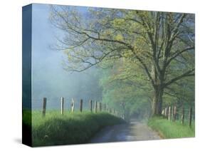 Foggy Road and Oak, Cades Cove, Great Smoky Mountains National Park, Tennessee, USA-Darrell Gulin-Stretched Canvas