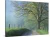 Foggy Road and Oak, Cades Cove, Great Smoky Mountains National Park, Tennessee, USA-Darrell Gulin-Stretched Canvas