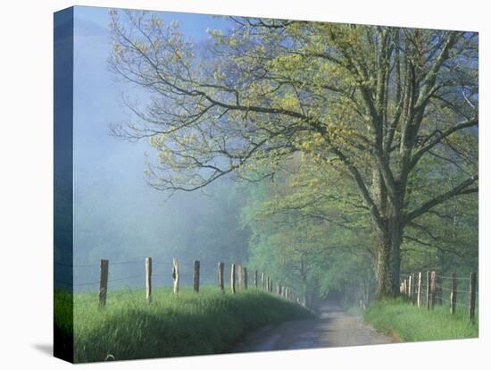 Foggy Road and Oak Tree, Cades Cove, Great Smoky Mountains National Park, Tennessee, USA-Darrell Gulin-Stretched Canvas