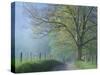 Foggy Road and Oak Tree, Cades Cove, Great Smoky Mountains National Park, Tennessee, USA-Darrell Gulin-Stretched Canvas