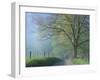 Foggy Road and Oak Tree, Cades Cove, Great Smoky Mountains National Park, Tennessee, USA-Darrell Gulin-Framed Premium Photographic Print