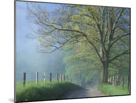 Foggy Road and Oak Tree, Cades Cove, Great Smoky Mountains National Park, Tennessee, USA-Darrell Gulin-Mounted Premium Photographic Print