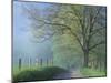 Foggy Road and Oak Tree, Cades Cove, Great Smoky Mountains National Park, Tennessee, USA-Darrell Gulin-Mounted Photographic Print