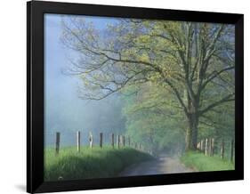 Foggy Road and Oak Tree, Cades Cove, Great Smoky Mountains National Park, Tennessee, USA-Darrell Gulin-Framed Photographic Print