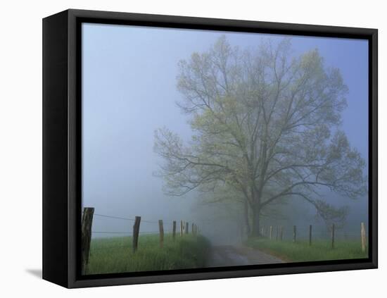 Foggy Road and Oak Tree, Cades Cove, Great Smoky Mountains National Park, Tennessee, USA-Darrell Gulin-Framed Stretched Canvas