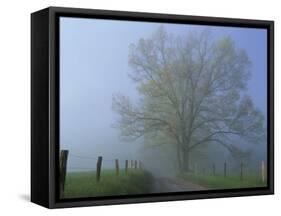 Foggy Road and Oak Tree, Cades Cove, Great Smoky Mountains National Park, Tennessee, USA-Darrell Gulin-Framed Stretched Canvas