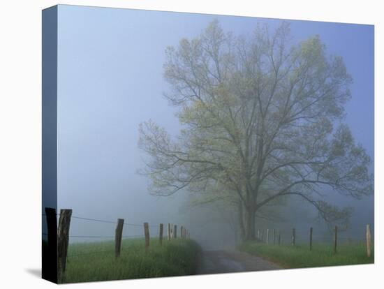 Foggy Road and Oak Tree, Cades Cove, Great Smoky Mountains National Park, Tennessee, USA-Darrell Gulin-Stretched Canvas