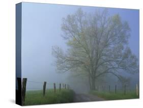 Foggy Road and Oak Tree, Cades Cove, Great Smoky Mountains National Park, Tennessee, USA-Darrell Gulin-Stretched Canvas