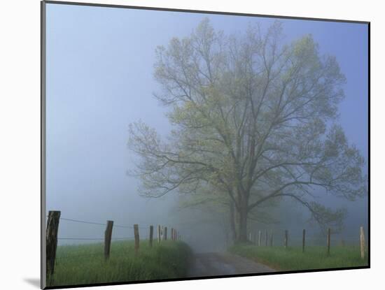 Foggy Road and Oak Tree, Cades Cove, Great Smoky Mountains National Park, Tennessee, USA-Darrell Gulin-Mounted Premium Photographic Print