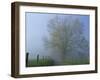 Foggy Road and Oak Tree, Cades Cove, Great Smoky Mountains National Park, Tennessee, USA-Darrell Gulin-Framed Photographic Print