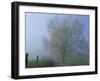 Foggy Road and Oak Tree, Cades Cove, Great Smoky Mountains National Park, Tennessee, USA-Darrell Gulin-Framed Photographic Print