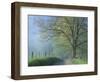 Foggy Road and Oak Tree, Cades Cove, Great Smoky Mountains National Park, Tennessee, USA-Darrell Gulin-Framed Photographic Print