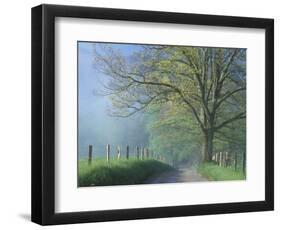 Foggy Road and Oak Tree, Cades Cove, Great Smoky Mountains National Park, Tennessee, USA-Darrell Gulin-Framed Photographic Print