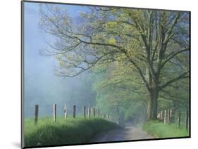 Foggy Road and Oak Tree, Cades Cove, Great Smoky Mountains National Park, Tennessee, USA-Darrell Gulin-Mounted Photographic Print