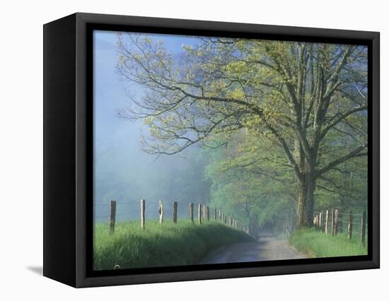 Foggy Road and Oak Tree, Cades Cove, Great Smoky Mountains National Park, Tennessee, USA-Darrell Gulin-Framed Stretched Canvas