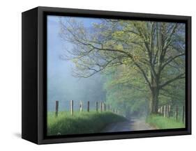 Foggy Road and Oak Tree, Cades Cove, Great Smoky Mountains National Park, Tennessee, USA-Darrell Gulin-Framed Stretched Canvas