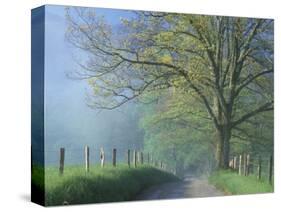 Foggy Road and Oak Tree, Cades Cove, Great Smoky Mountains National Park, Tennessee, USA-Darrell Gulin-Stretched Canvas