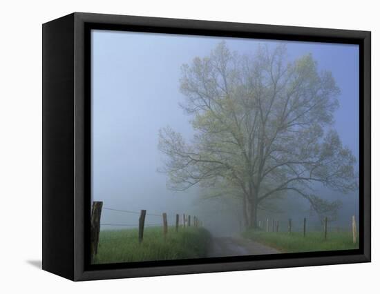 Foggy Road and Oak Tree, Cades Cove, Great Smoky Mountains National Park, Tennessee, USA-Darrell Gulin-Framed Stretched Canvas