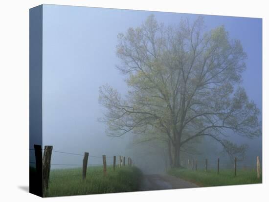 Foggy Road and Oak Tree, Cades Cove, Great Smoky Mountains National Park, Tennessee, USA-Darrell Gulin-Stretched Canvas