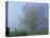 Foggy Road and Oak Tree, Cades Cove, Great Smoky Mountains National Park, Tennessee, USA-Darrell Gulin-Stretched Canvas