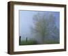 Foggy Road and Oak Tree, Cades Cove, Great Smoky Mountains National Park, Tennessee, USA-Darrell Gulin-Framed Photographic Print