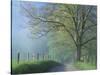 Foggy Road and Oak Tree, Cades Cove, Great Smoky Mountains National Park, Tennessee, USA-Darrell Gulin-Stretched Canvas