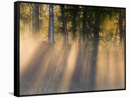 Foggy Sunrise at Tamarac National Wildlife Refuge, near Detroit Lakes, Minnesota, USA-Chuck Haney-Framed Stretched Canvas