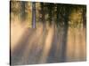 Foggy Sunrise at Tamarac National Wildlife Refuge, near Detroit Lakes, Minnesota, USA-Chuck Haney-Stretched Canvas