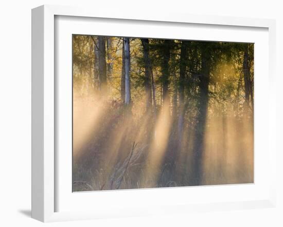 Foggy Sunrise at Tamarac National Wildlife Refuge, near Detroit Lakes, Minnesota, USA-Chuck Haney-Framed Premium Photographic Print