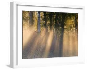 Foggy Sunrise at Tamarac National Wildlife Refuge, near Detroit Lakes, Minnesota, USA-Chuck Haney-Framed Premium Photographic Print