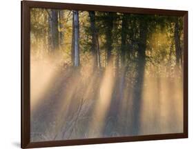 Foggy Sunrise at Tamarac National Wildlife Refuge, near Detroit Lakes, Minnesota, USA-Chuck Haney-Framed Photographic Print