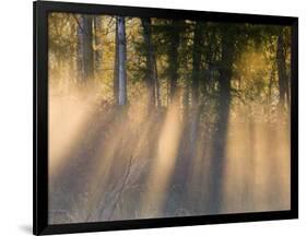 Foggy Sunrise at Tamarac National Wildlife Refuge, near Detroit Lakes, Minnesota, USA-Chuck Haney-Framed Photographic Print