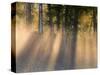 Foggy Sunrise at Tamarac National Wildlife Refuge, near Detroit Lakes, Minnesota, USA-Chuck Haney-Stretched Canvas