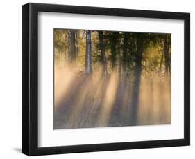 Foggy Sunrise at Tamarac National Wildlife Refuge, near Detroit Lakes, Minnesota, USA-Chuck Haney-Framed Photographic Print