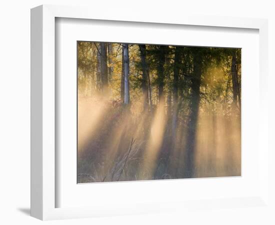 Foggy Sunrise at Tamarac National Wildlife Refuge, near Detroit Lakes, Minnesota, USA-Chuck Haney-Framed Photographic Print