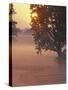 Foggy Sunrise on Horse Farm, Kentucky-Kent Foster-Stretched Canvas