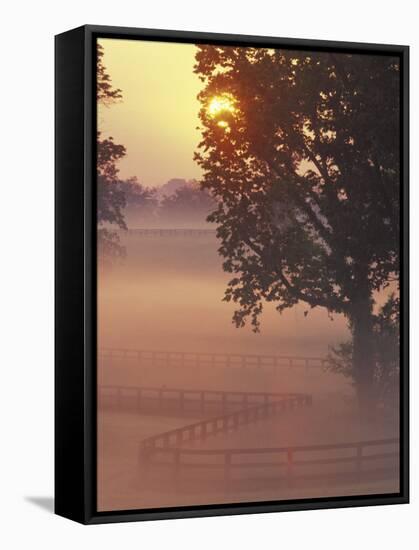 Foggy Sunrise on Horse Farm, Kentucky-Kent Foster-Framed Stretched Canvas