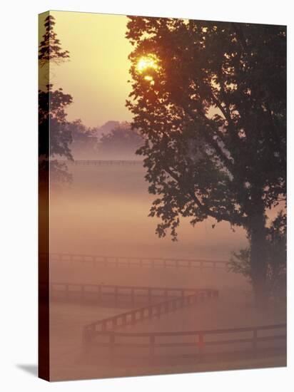 Foggy Sunrise on Horse Farm, Kentucky-Kent Foster-Stretched Canvas