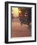 Foggy Sunrise on Horse Farm, Kentucky-Kent Foster-Framed Photographic Print